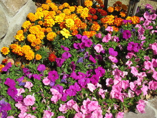 色とりどりのたくさんの花々が美しく咲き誇った春の花壇