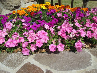 色とりどりのたくさんの花々が美しく咲き誇った春の花壇