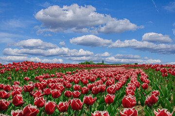 Fototapeta premium Field of red tulips against the sky in the clouds
