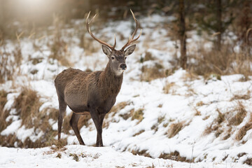 Horizontal photo of red deer, cervus elaphus, stag on a glade covered in snow with copy space. Animal wildlife observing and listening illuminated by morning light from behind.