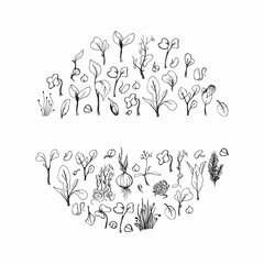 Set of microgreens doodle illustration. Vector hand drawn sketch background