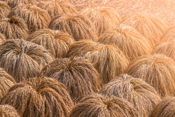 Drying rice after gathering, background