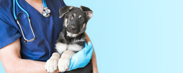 Cropped image of handsome male veterinarian doctor with stethoscope holding cute black german shepherd puppy in arms in veterinary clinic on white background banner - obrazy, fototapety, plakaty