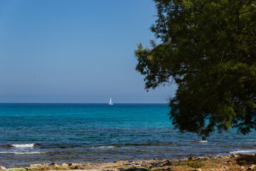 Plakat Sa coma mallorca coast with tree and boat