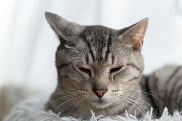 眠そうな猫　サバトラ猫