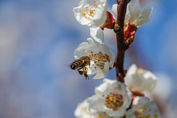 A bee pollinates the flowers of an apricot tree