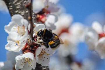 A large hairy bumblebee pollinates the flowers of an apricot tree