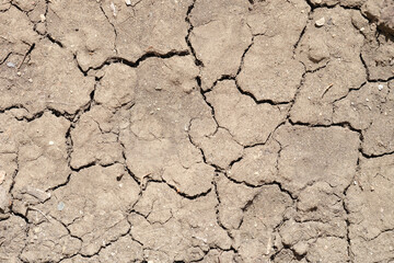 Barren land in summer. Dry dead earth in arid landscape