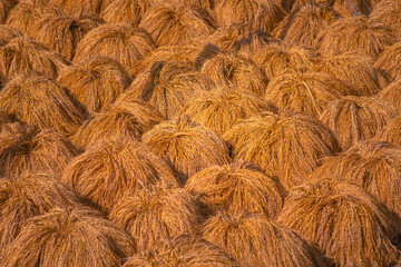 Ripe rice is drying after gathering