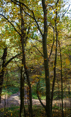 Fototapeta na wymiar beautiful autumn nature with falling foliage in mid-autumn