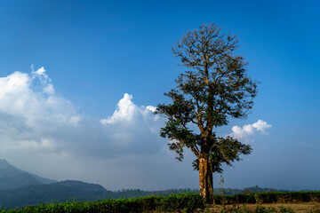 Green tree and grass field with white clouds and blue sky..copy space 