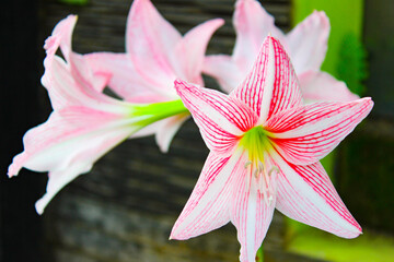 Striped Barbados Lily (Hippeastrum Striatum), a spesies of Amaryllis. Beautiful Pink Flower