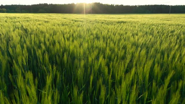 Wheat field in the sunset. Drone flight over ripening grain. Organic farming in Central Europe. Production of food and biomass for sustainable management.
