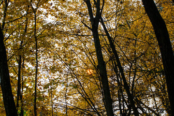 beautiful autumn nature with falling foliage in mid-autumn