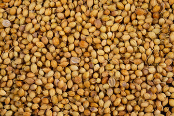 Dried Coriander Seeds