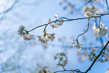 桜
