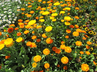 春の花壇に咲き誇る、オレンジ色が鮮やかなキンセンカ