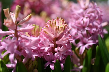 Fototapeta premium Large flower bed with multi-colored hyacinths, traditional easter flowers, flower background, easter spring background. Close up macro photo, selective focus. Ideal for greeting festive postcard.