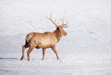 Deer in the snow against the sky and mountains. A herd of wild deer.