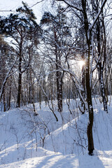 deciduous trees covered with snow in winter