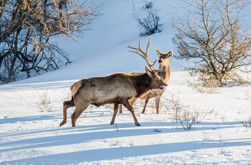 Deer in the snow against the sky and mountains. A herd of wild deer.