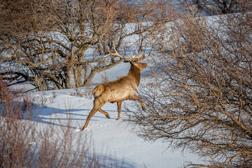 Deer in the snow against the sky and mountains. A herd of wild deer.
