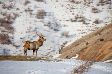 Deer in the snow against the sky and mountains. A herd of wild deer.