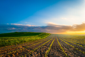 Young corn plants grow in the field. Vegetable rows, agriculture, farmlands. Landscape with agricultural land