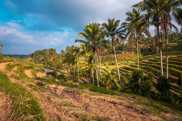 Fototapeta na wymiar Rice terraces and palm trees in tropical area on sunny day