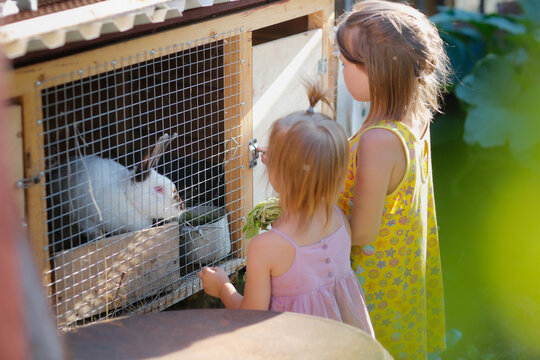 Sibling children looking cage with rabbit, village life summer, caring for animals. Two girls feed rabbit in cage