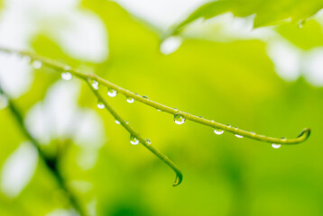 Young grape vine and leaves of grapes with rain drops in the spring