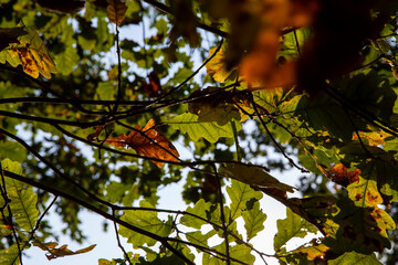oak foliage turning yellow in autumn during leaf fall