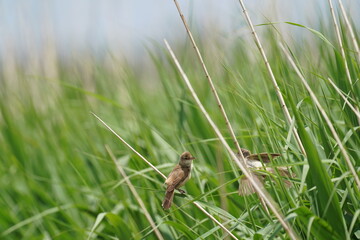 oriental reed warbler in a reed field