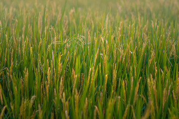 Green rice grows in water