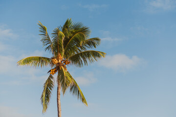 Fototapeta na wymiar Coconut palm tree on the blue sky