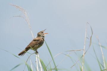 oriental reed warbler in a reed field