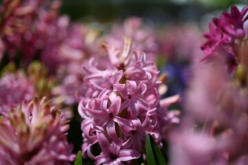 Hyacinth blossom. Close-up purple or lilac hyacinthus flowers