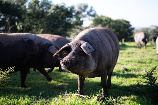 Cerdo ib&eacute;rico