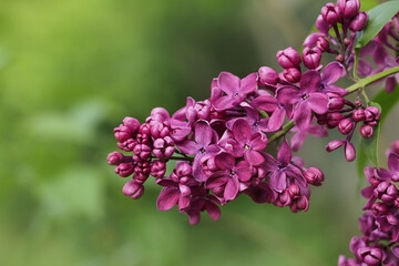 Purple lilac macro brunch background. Lilac Blossom