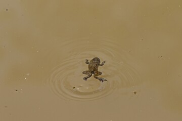 Schwimmende Gelbbauchunke (Bombina variegata).