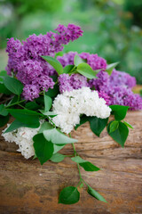 Spring branch of blossoming lilac closeup. flowers background