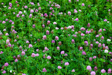 a clover blooming with red flowers in a field
