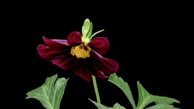 Time lapse - Blooming Pink Dahlia Flower - 4K