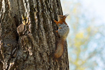 Red squirrel on tree spring coat color change. Squirrel sheds. Spring color of animal. High quality photo