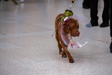 brown dog with cone with blood on #4