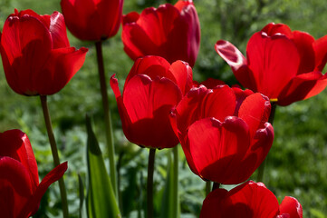 Obraz premium Spring red tulip flowers