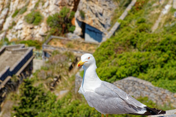 A Yellow-legged gull (Larus Michahellis) standing on a rock near Portovenere castle in Italy