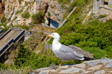 A Yellow-legged gull (Larus Michahellis) standing on a rock near Portovenere castle in Italy