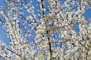 blooming in the springtime of the year fruit trees in the garden