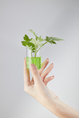 Front view of gotu kola on hand model in white background